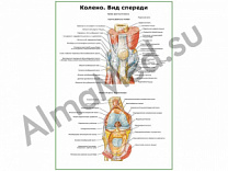 Колено, мышечно-связочный аппарат плакат ламинированный А1/А2 (ламинированный	A2)