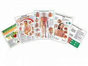 Комплект плакатов для кабинета терапевта глянцевый А1/А2 (глянцевый A2)