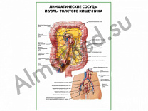 Лимфатические сосуды и узлы толстого кишечника плакат ламинированный А1/А2 (ламинированный	A2)