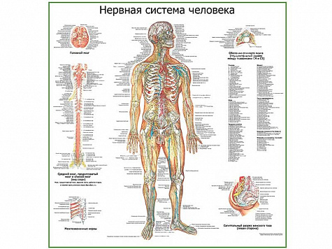 Нервная система человека, плакат глянцевый А1/А2 (глянцевый A2)