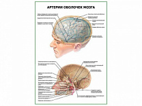 Артерии оболочек мозга плакат глянцевый А1/А2 (глянцевый A1)