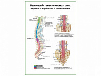 Взаимодействие cпинномозговых корешков и позвонков плакат глянцевый А1/А2 (глянцевый A2)