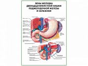 Вены желудка двенадцатиперстной кишки, селезенки плакат глянцевый А1/А2 (глянцевый A1)
