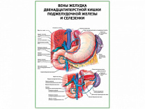Вены желудка двенадцатиперстной кишки, селезенки плакат глянцевый А1/А2 (глянцевый A1)