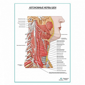 Автономные нервы шеи плакат глянцевый А1+/А2+ (матовый холст от 200 г/кв.м, размер A1+)
