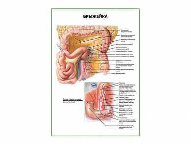 Брыжейка плакат глянцевый  А1/А2 (глянцевый A2)