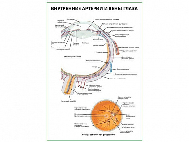 Внутренние артерии и вены глаза плакат глянцевый А1/А2 (глянцевый A1)
