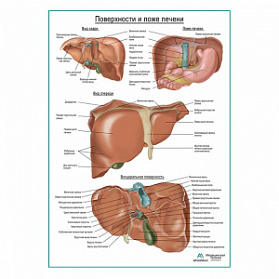 Поверхности и ложе печени плакат глянцевый  А1+/А2+ (глянцевая фотобумага от 200 г/кв.м, размер A1+)