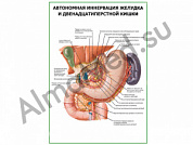 Автономная иннервация желудка плакат ламинированный А1/А2 (ламинированный	A2)