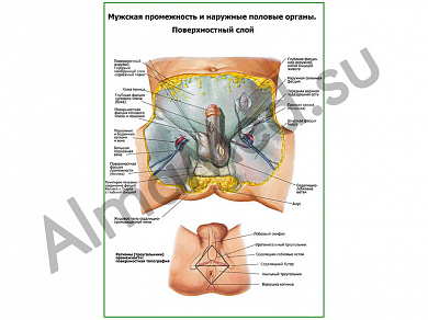 Мужская промежность, наружные половые органы, поверхностный слой плакат ламинированный А1/А2 (ламинированный	A2)