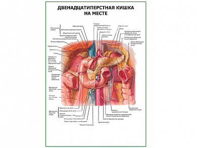 Двенадцатиперстная кишка. Расположение плакат глянцевый  A1/A2 (глянцевый A2)