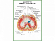 Диафрагма. Грудная поверхность плакат глянцевый А1/А2 (глянцевый A1)