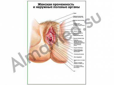 Промежности и наружные половые органы женщины плакат ламинированный А1/А2 (ламинированный	A2)