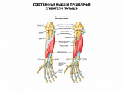 Сгибатели пальцев плакат глянцевый А1/А2 (глянцевый A1)