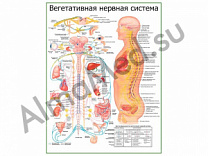 Вегетативная Нервная Система с фармакологией, плакат ламинированный А1/А2 (ламинированный	A2)