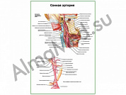 Сонная артерия плакат глянцевый/ламинированный А1/А2 (глянцевый	A2)