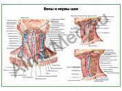 Нервы и вены шеи плакат ламинированный А1/А2 (ламинированный	A2)
