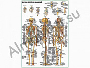 Система костей и их соединений ( скелет человека ), плакат ламинированный А1/А2 (ламинированный	A2)