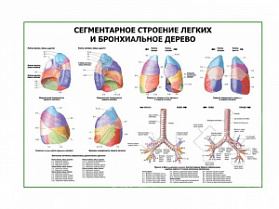 Сегментарное строение легких и бронхиальное дерево плакат глянцевый А1/А2 (глянцевый A2)