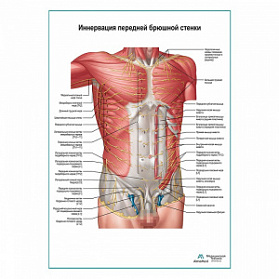 Нервы передней брюшной стенки плакат глянцевый А1+/А2+ (матовый холст от 200 г/кв.м, размер A1+)