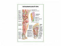 Большеберцовый нерв плакат глянцевый А1/А2 (глянцевый A1)