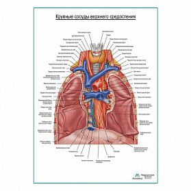 Крупные сосуды средостения плакат глянцевый А1+/А2+ (матовый холст от 200 г/кв.м, размер A1+)