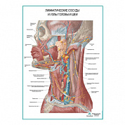 Лимфатические узлы и сосуды головы и шеи плакат глянцевый А1+/А2+ (глянцевый холст от 200 г/кв.м, размер A1+)
