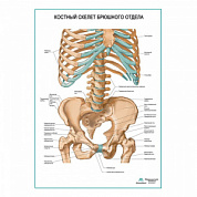 Костный скелет брюшного отдела плакат глянцевый А1+/А2+ (глянцевый холст от 200 г/кв.м, размер A1+)
