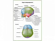 Череп новорожденного, плакат глянцевый А1/А2 (глянцевый A2)