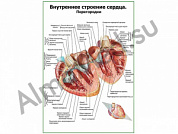 Внутреннее строение сердца, перегородки плакат ламинированный А1/А2 (ламинированный	A2)