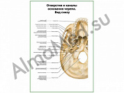 Отверстия и каналы основания черепа плакат глянцевый/ламинированный А1/А2 (глянцевый	A2)