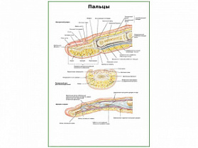 Строение пальцев плакат глянцевый А1/А2 (глянцевый A2) Строение пальцев плакат глянцевый А1/А2 (глянцевый A2)