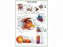 Орган зрения человека, плакат глянцевый А1/А2 (глянцевый A2)