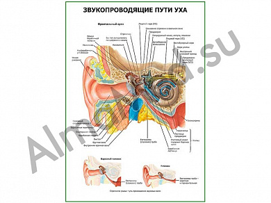 Звукопроводящие пути уха плакат глянцевый/ламинированный А1/А2 (глянцевый	A2)