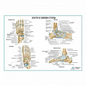 Кости и связки стопы, плакат глянцевый А1+/А2+ (глянцевый холст от 200 г/кв.м, размер A1+)