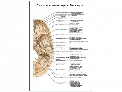 Отверстия и каналы черепа, вид сверху плакат глянцевый А1/А2 (глянцевый A1)