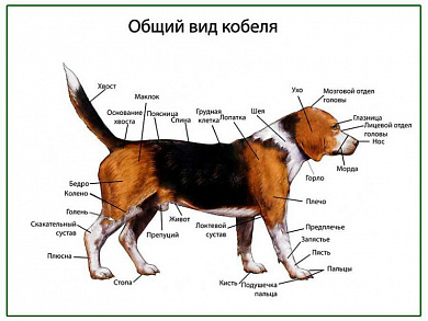 Общий вид собаки (кобель), плакат глянцевый А1/А2 (глянцевый A2)