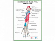 Прикрепление мышц руки. Вид спереди плакат глянцевый А1/А2 (глянцевый A2)