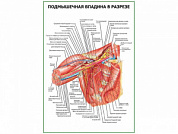 Подмышечная впадина в разрезе плакат глянцевый А1/А2 (глянцевый A2)