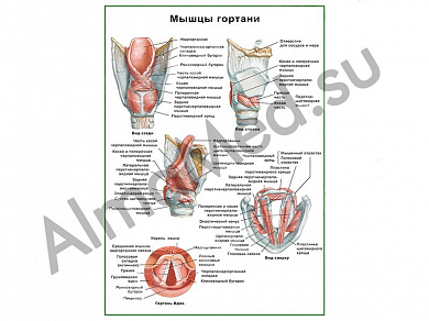 Мышцы гортани, плакат ламинированный А1/А2 (ламинированный	A2)