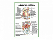 Межкостные мышцы и глубокие артерии стопы плакат глянцевый А1/А2 (глянцевый A1)