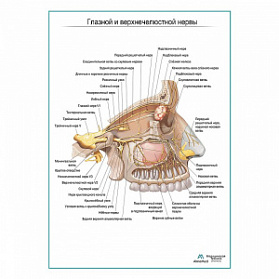 Глазной и верхнечелюстной нервы плакат глянцевый А1+/А2+ (глянцевая фотобумага от 200 г/кв.м, размер A2+)