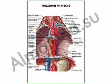 Пищевод на месте плакат ламинированный А1/А2 (ламинированный	A2)
