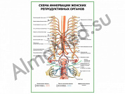 Схема иннервации женских репродуктивных органов плакат глянцевый/ламинированный А1/А2 (глянцевый	A2)