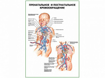 Пренатальное и постнатальное кровообращение плакат глянцевый А1/А2 (глянцевый A2)