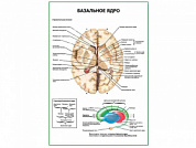 Базальное ядро плакат глянцевый А1/А2 (глянцевый A1)
