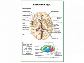 Базальные ядра плакат глянцевый А1+/А2+ (глянцевая фотобумага от 200 г/кв.м, размер A1+)