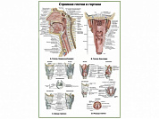 Глотка и гортань:строение, хрящи, мышцы, плакат глянцевый/ламинированный A1/A2 (глянцевый	A2)