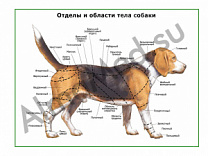 Отделы тела собаки, плакат ламинированный А1/А2 (ламинированный A2)