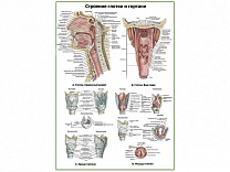 Глотка и гортань:строение, хрящи, мышцы, плакат глянцевый/ламинированный A1/A2 (глянцевый	A2)